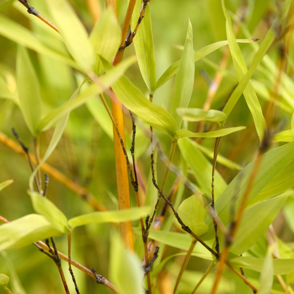 Golden Bamboo - Phyllostachys aurea