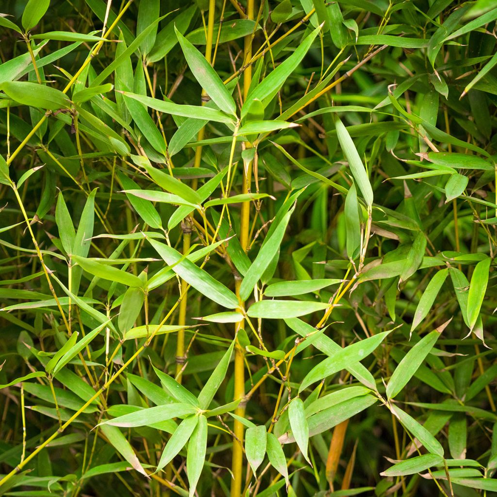 Golden Bamboo - Phyllostachys aurea