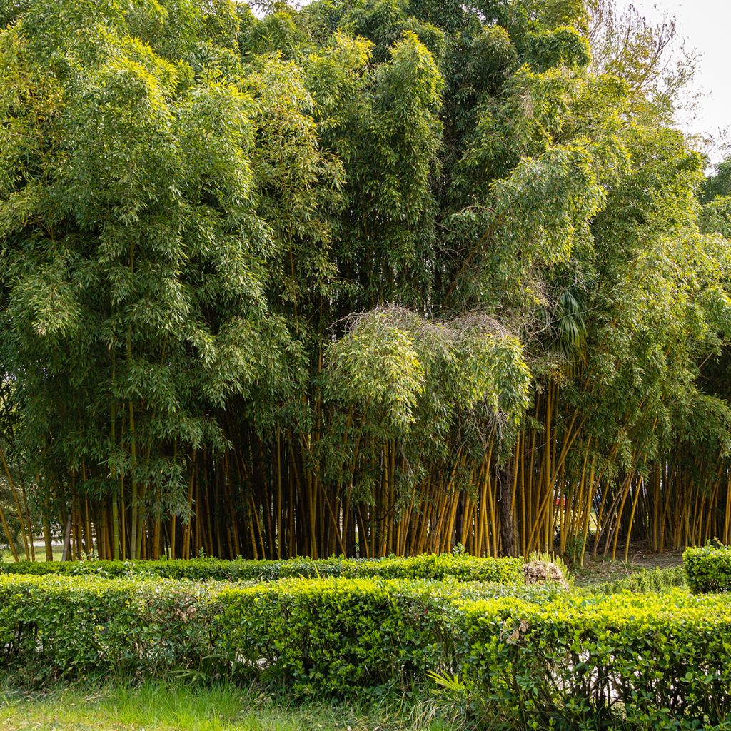 Yellow Bamboo - Phyllostachys aureosulcata Aureocaulis