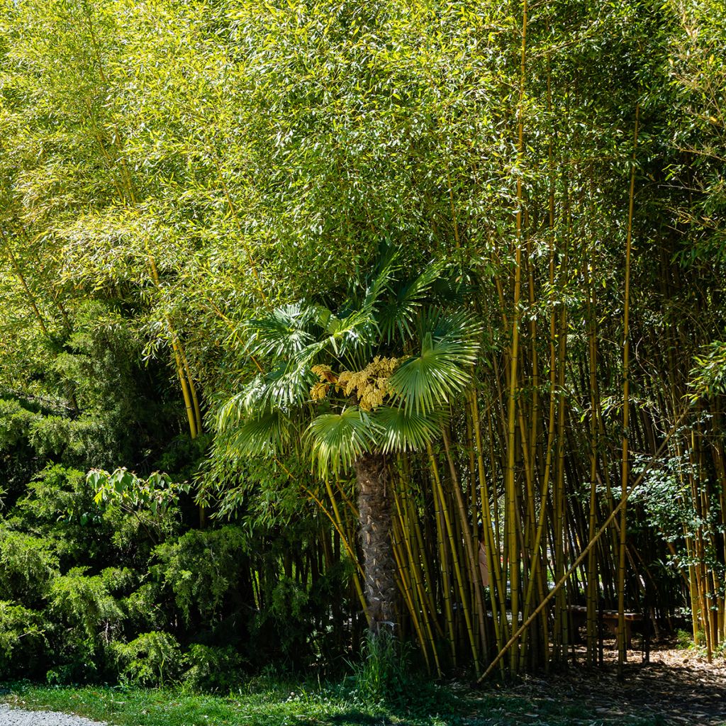 Yellow Bamboo - Phyllostachys aureosulcata Aureocaulis