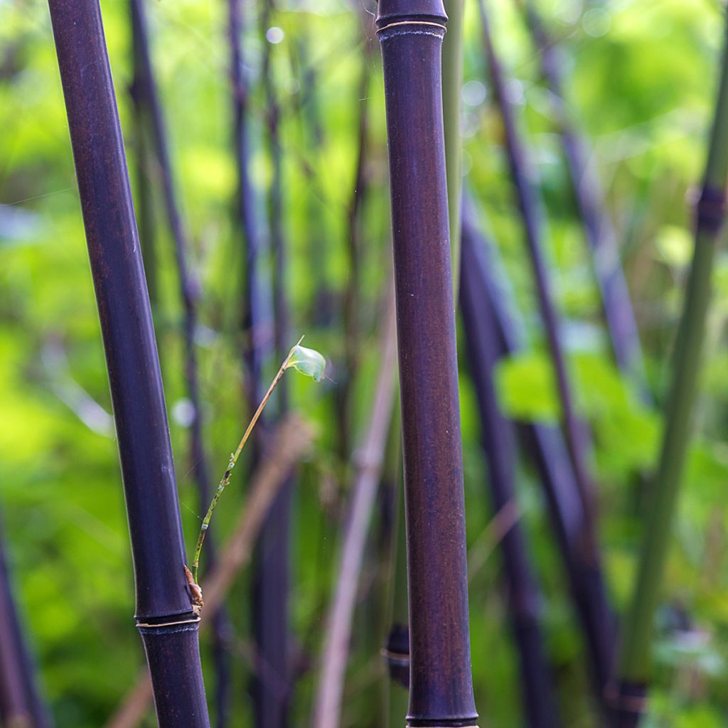 Black bamboo - Phyllostachys nigra