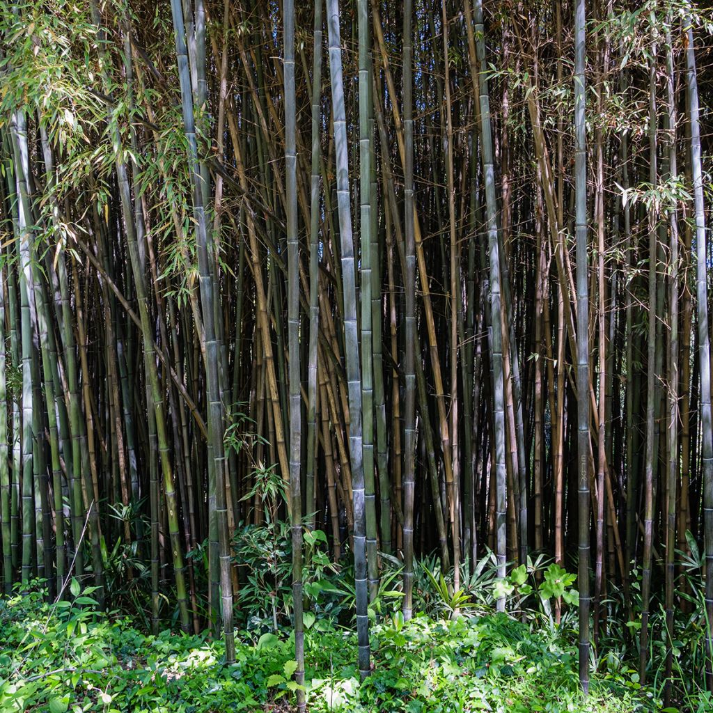 Black bamboo - Phyllostachys nigra