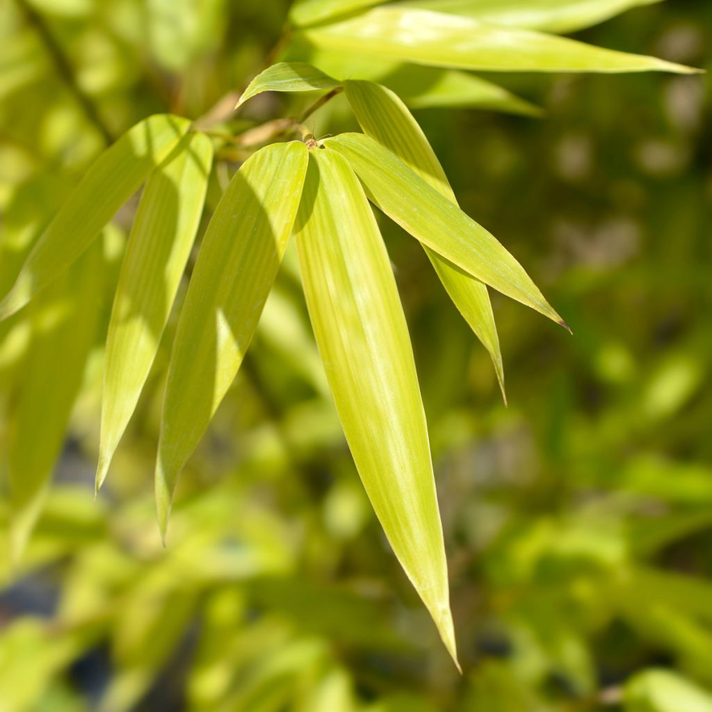 Black bamboo - Phyllostachys nigra