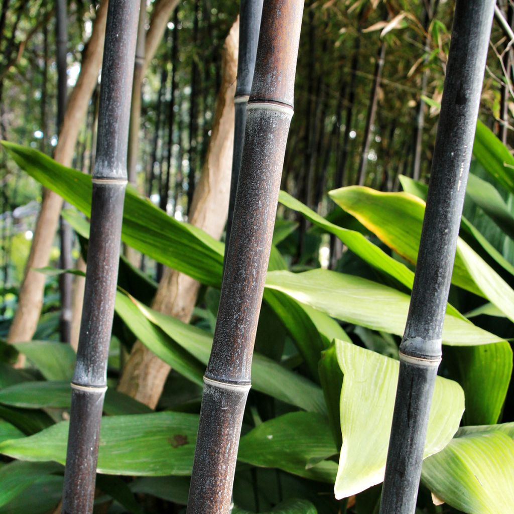 Black bamboo - Phyllostachys nigra