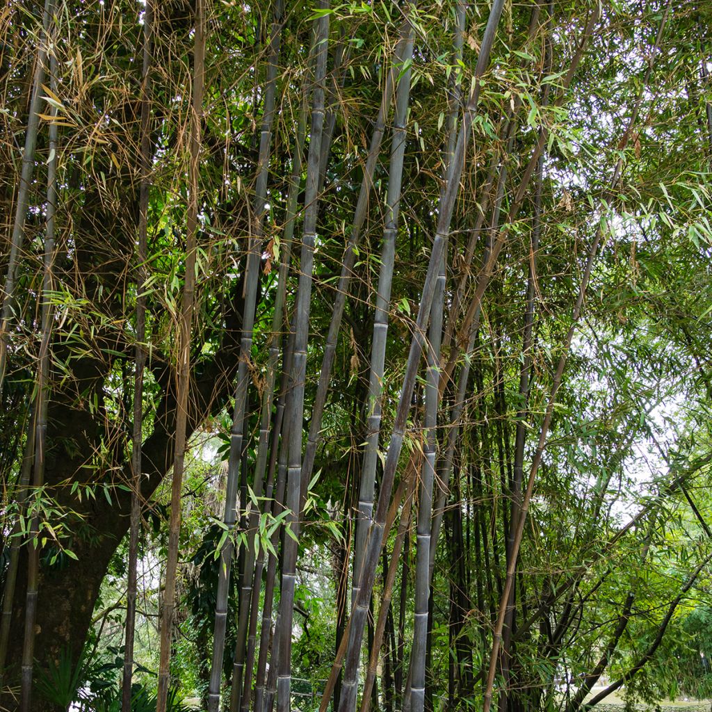 Black bamboo - Phyllostachys nigra