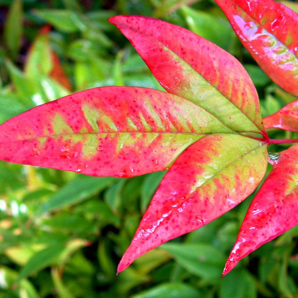 Nandina domestica Moon Bay - Sacred Bamboo