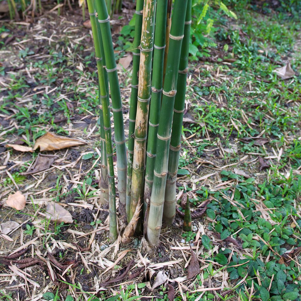 Bambusa glaucescens - Hedge Bamboo