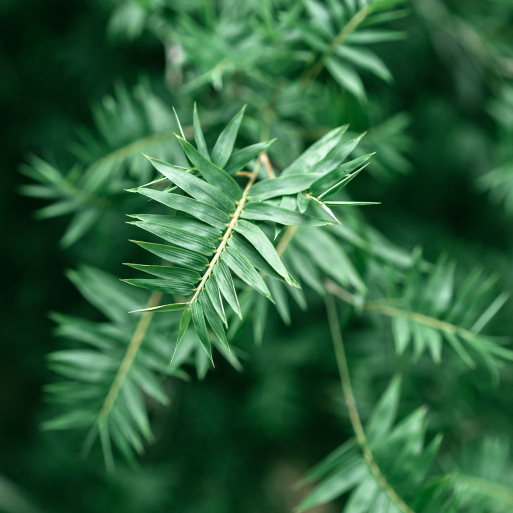 Bambusa glaucescens - Hedge Bamboo