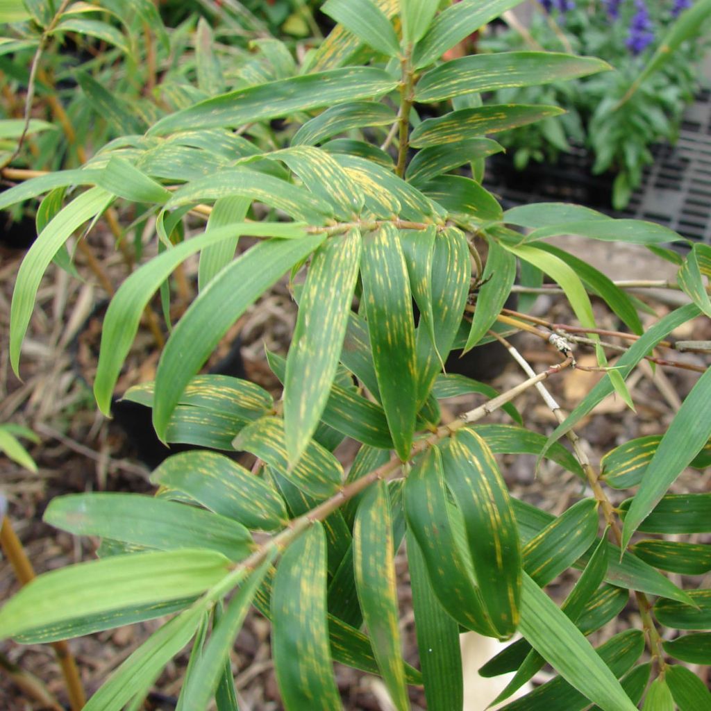 Bambusa glaucescens multiplex Alphonse Karr - Hedge Bamboo