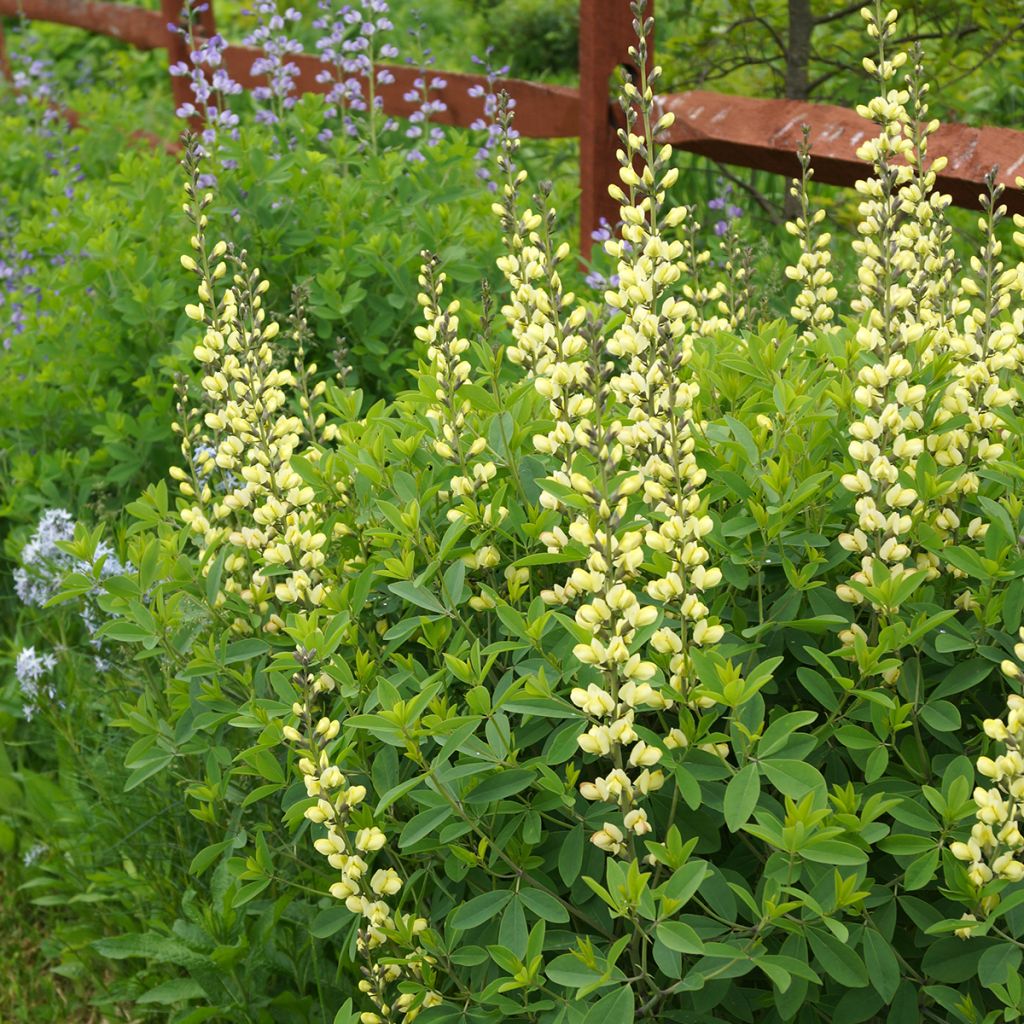 Baptisia Carolina Moonlight - False Indigo