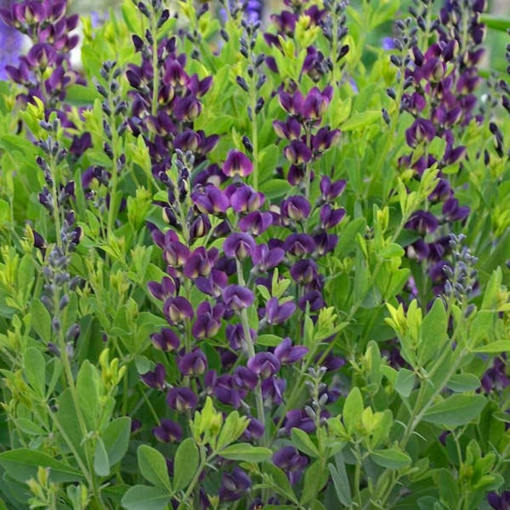 Baptisia Grape Taffy - Lupin indigo pourpre foncé et jaune