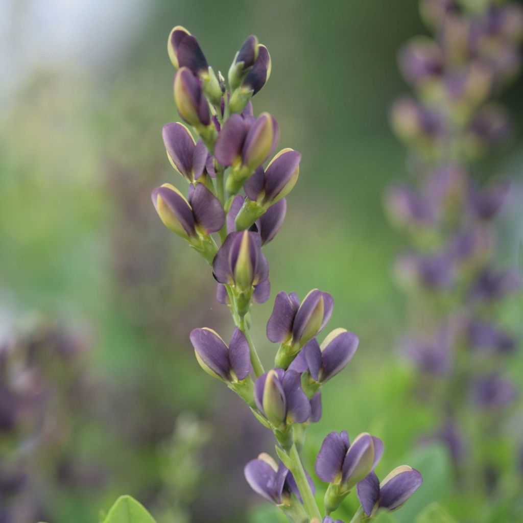 Baptisia Indigo Spires - Lupin indigo