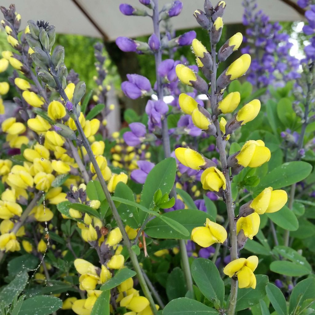 Baptisia Lemon Meringue - Lupin indigo