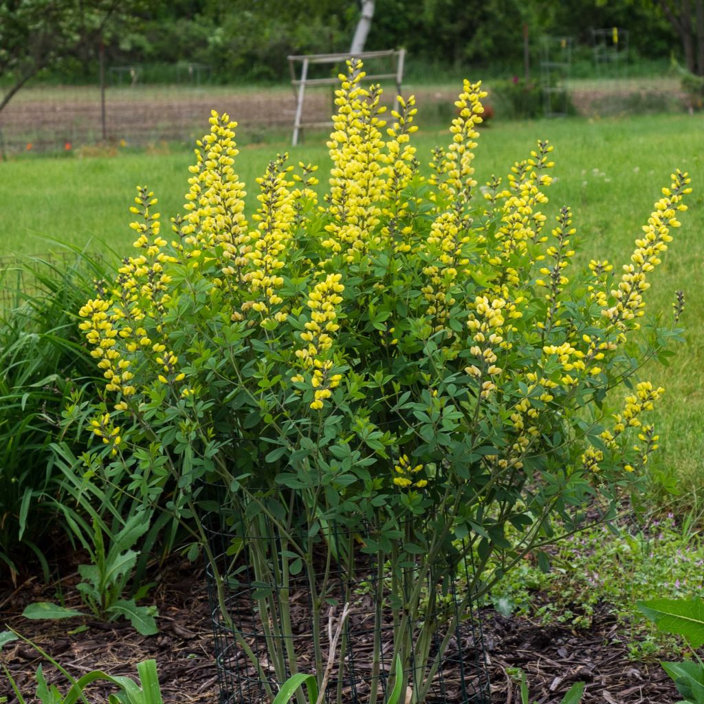 Baptisia Lemon Meringue - Lupin indigo