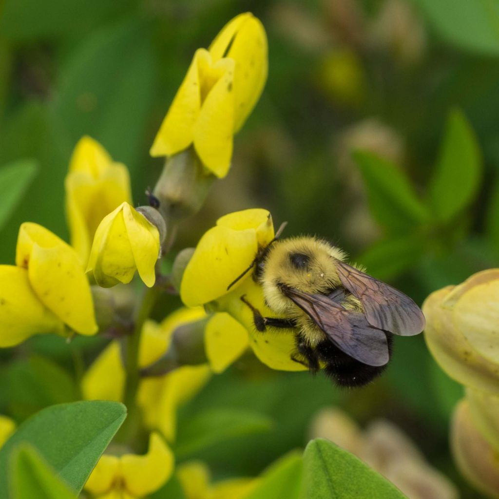 Baptisia Lemon Meringue - Lupin indigo