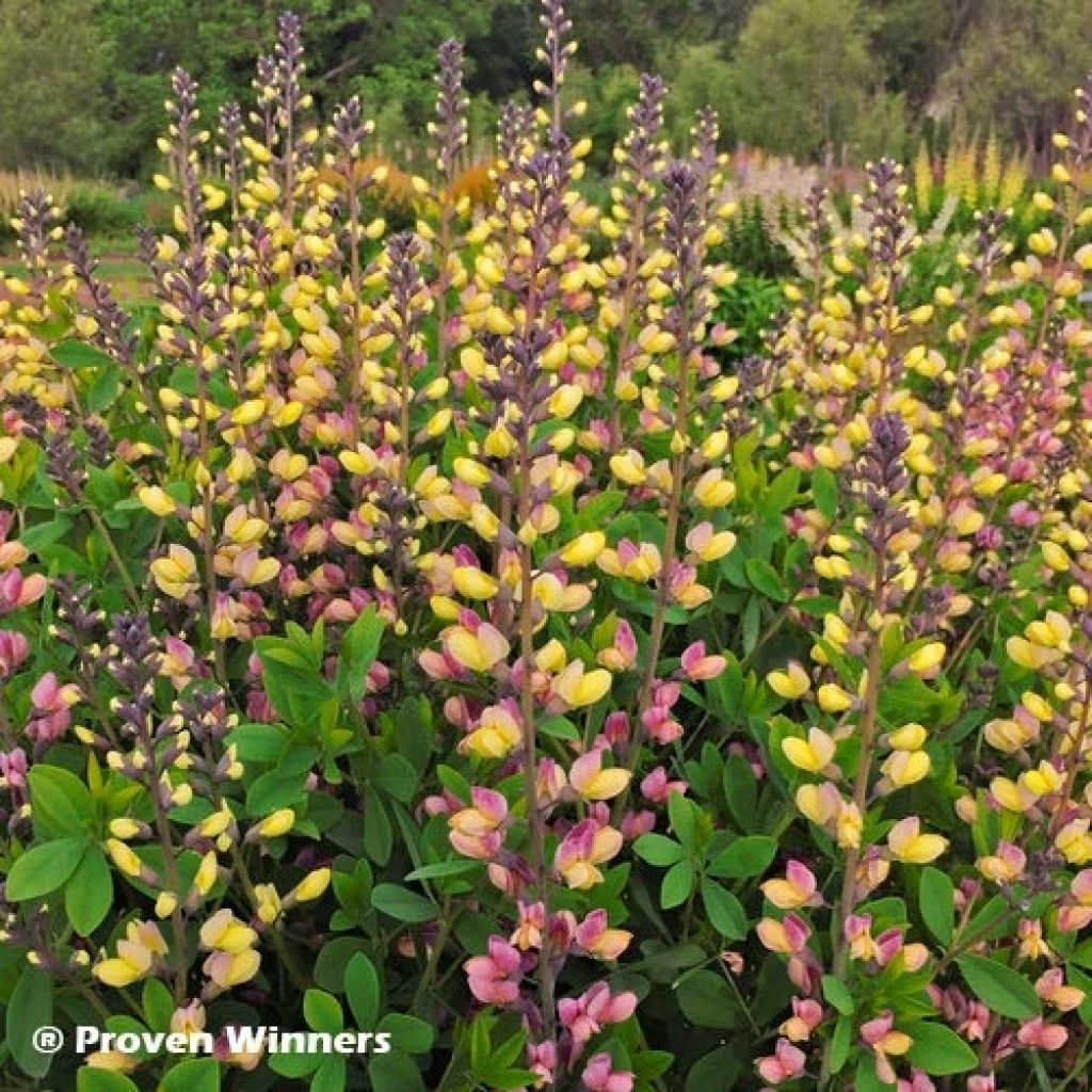 Baptisia Pink Lemonade - Lupin indigo