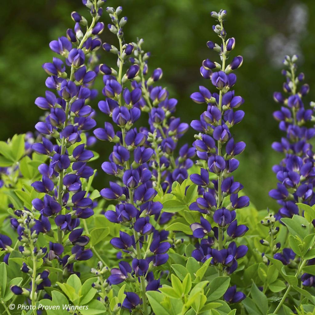 Baptisia Sparkling Sapphires - Faux indigo