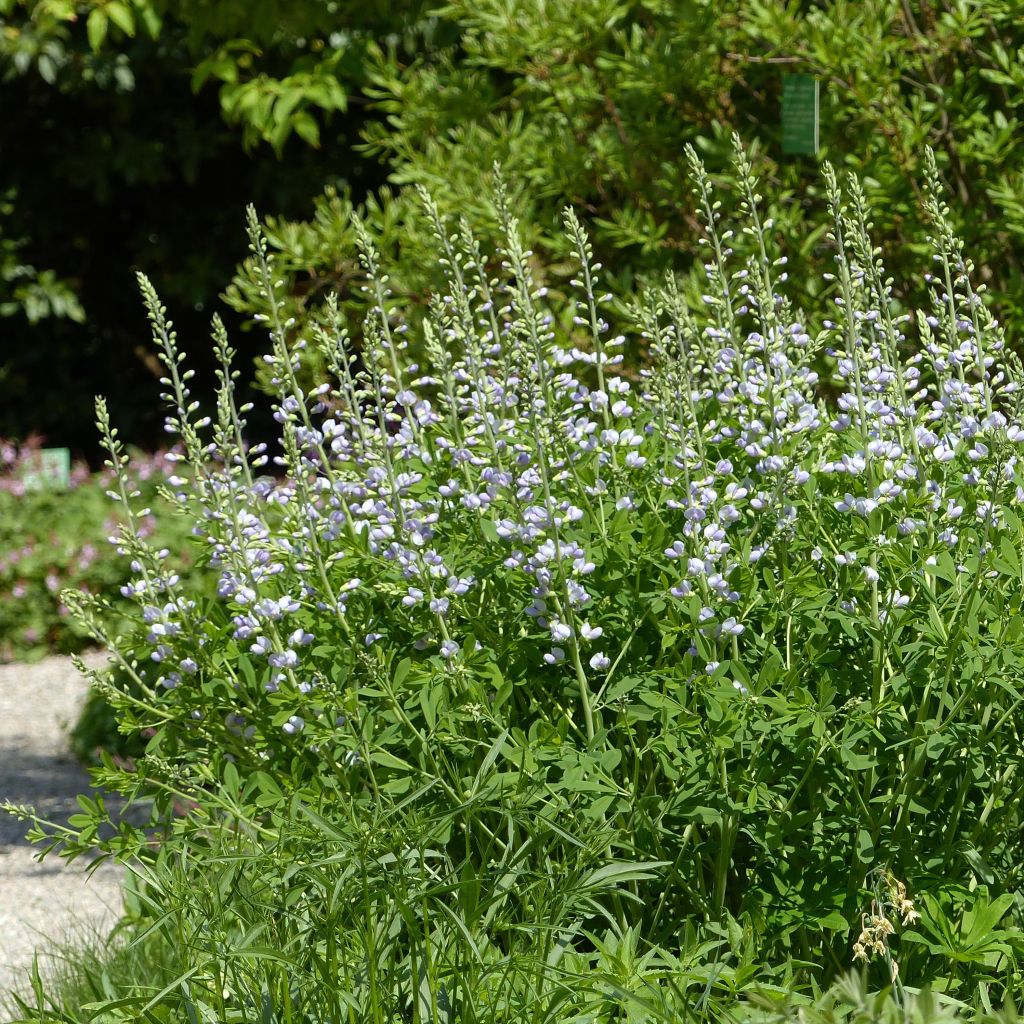 Baptisia Starlite Prairieblues - Faux indigo bleu et blanc