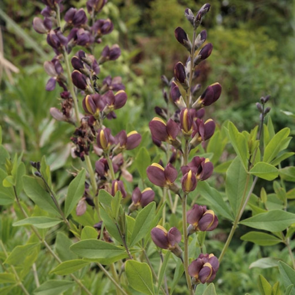 Lupin indigo - Baptisia Twilight Prairie Blues