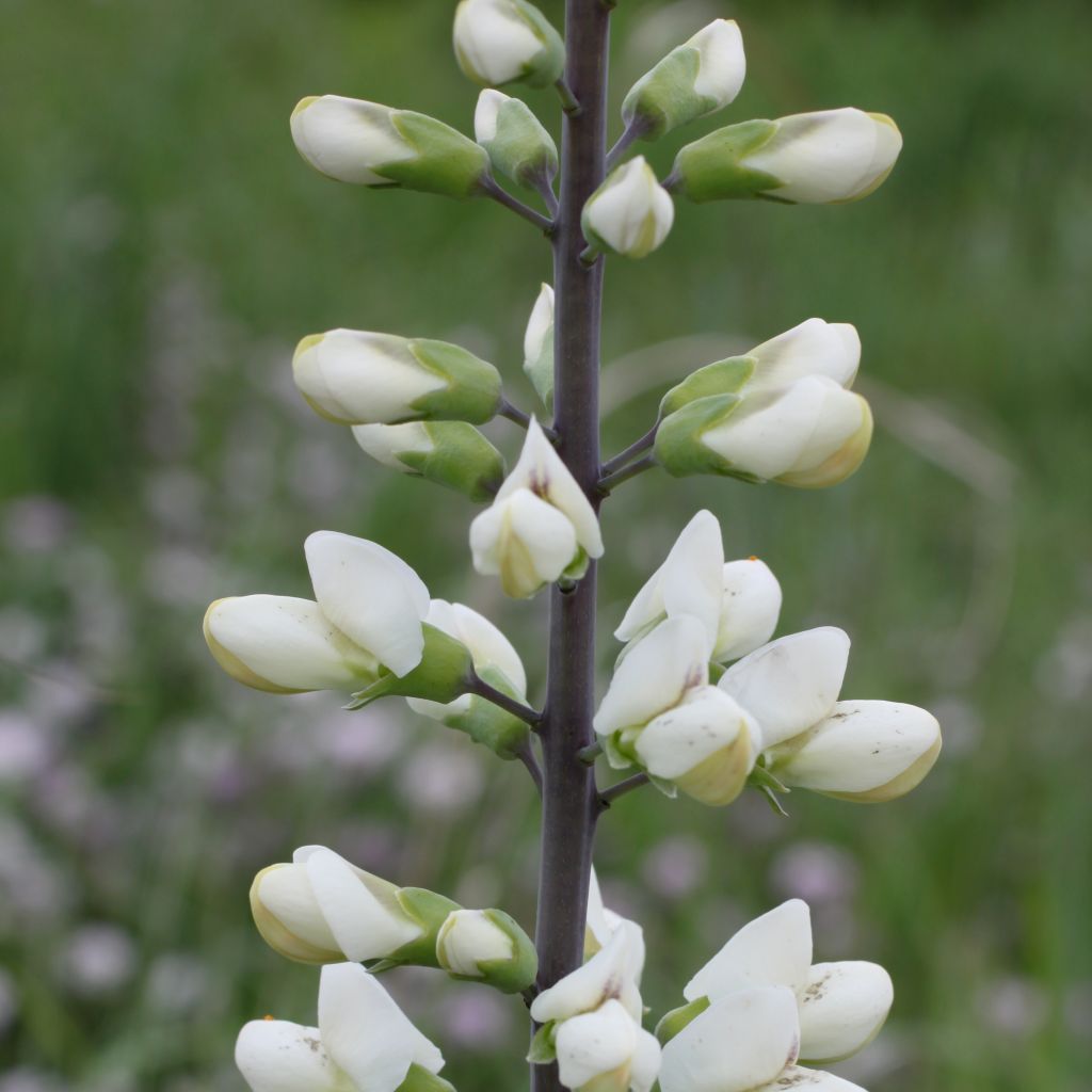 Baptisia alba var. macrophylla - White False Indigo