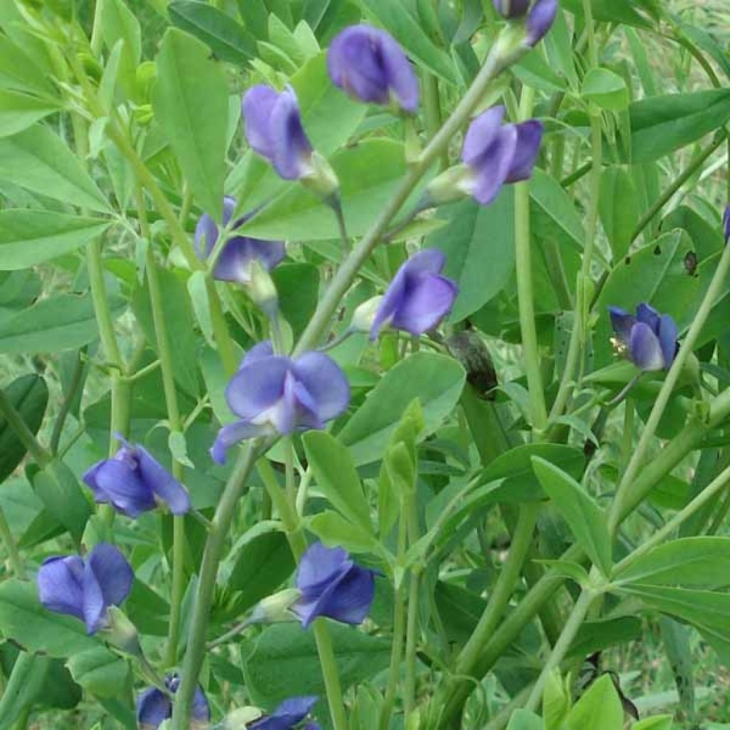 Lupin indigo, Baptisia australis