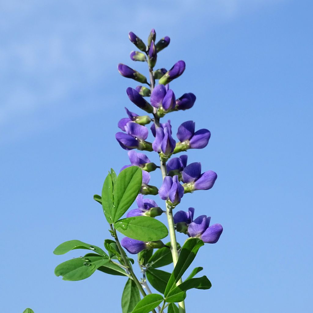 Baptisia Indigo Spires - Lupin indigo