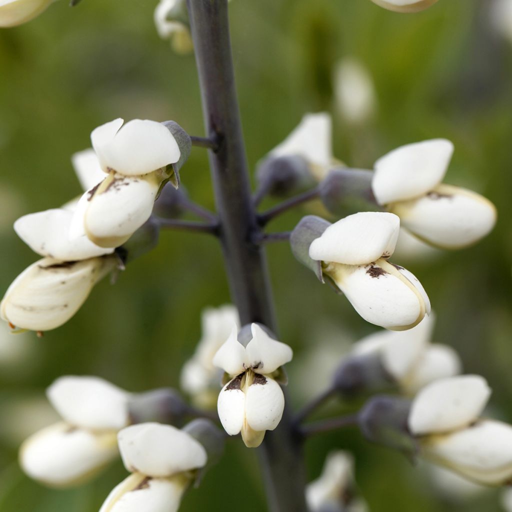 Baptisia alba - White False Indigo