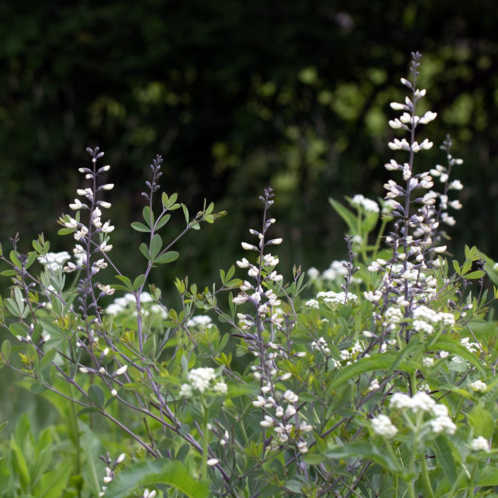 Baptisia alba - White False Indigo