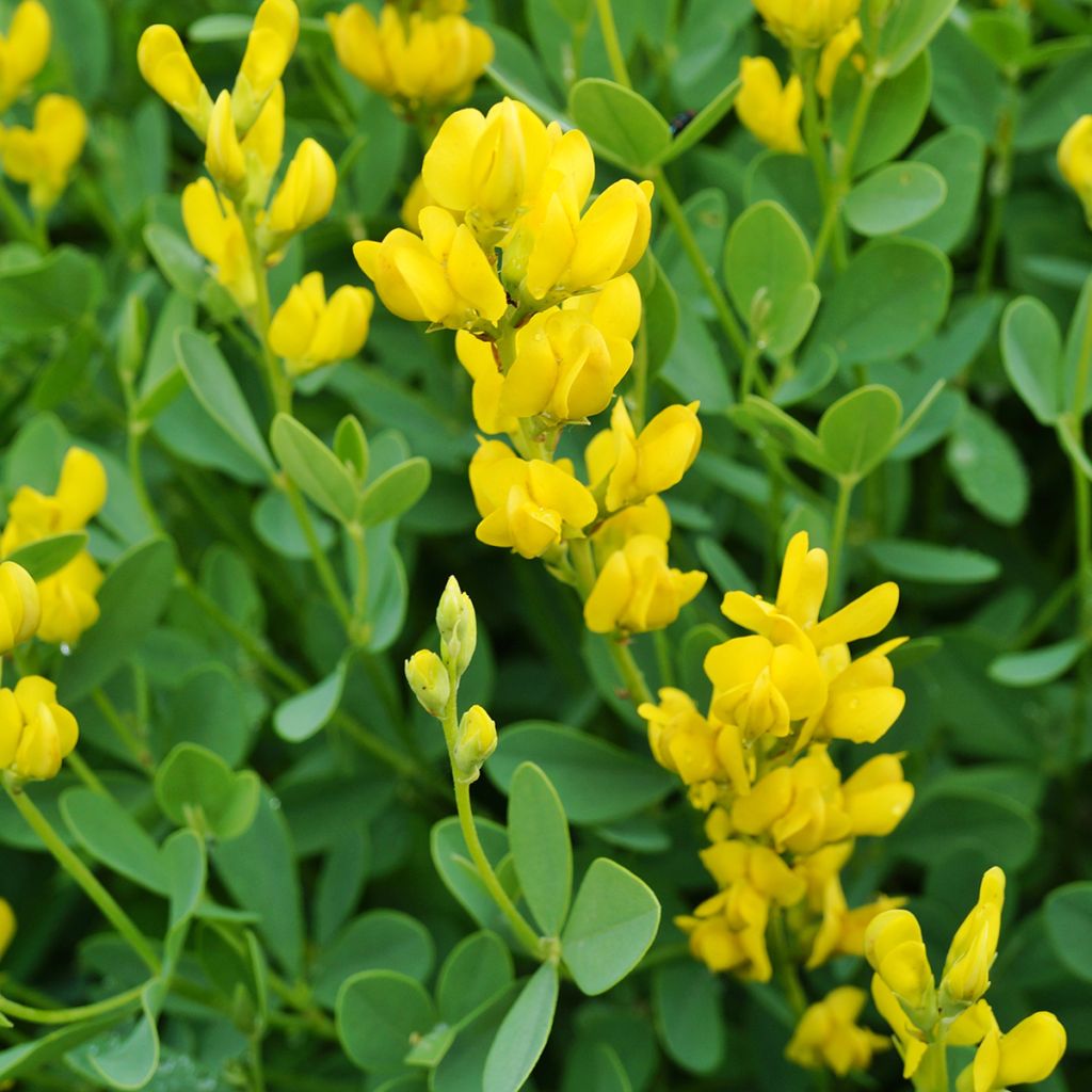 Baptisia sphaerocarpa