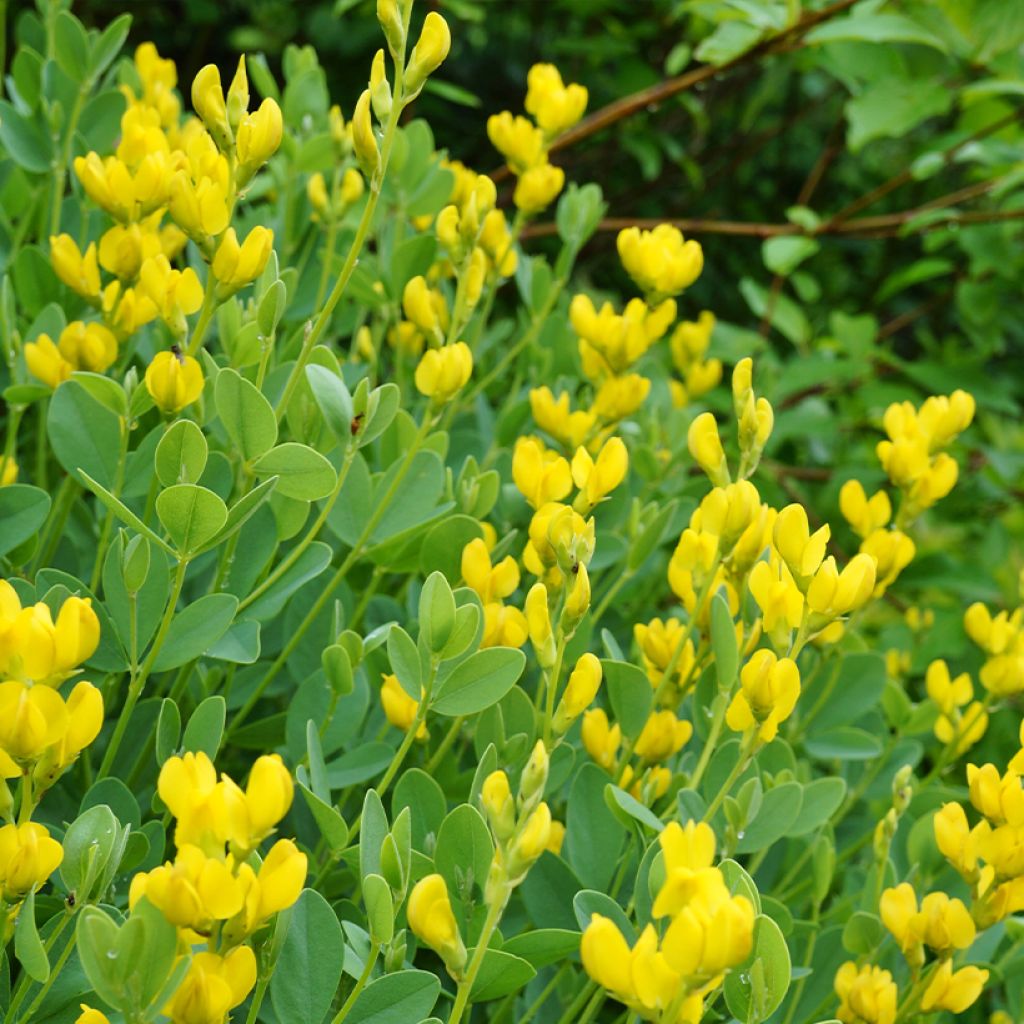 Baptisia sphaerocarpa