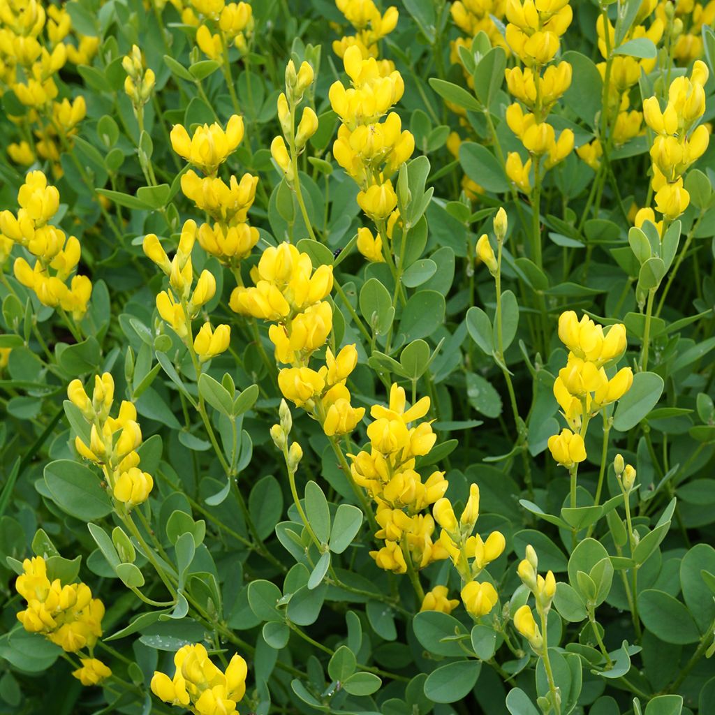 Baptisia sphaerocarpa