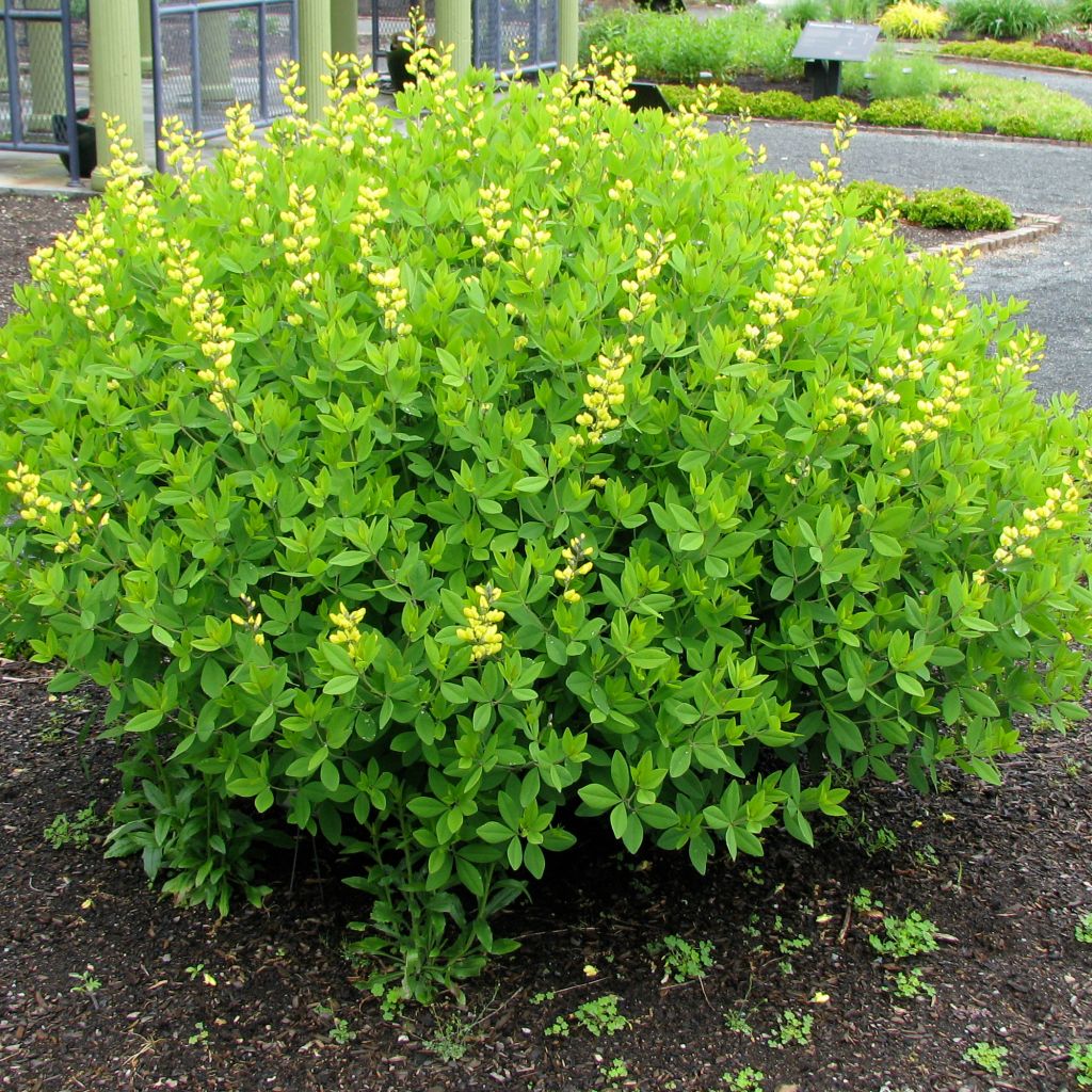 Baptisia tinctoria, Faux Lupin