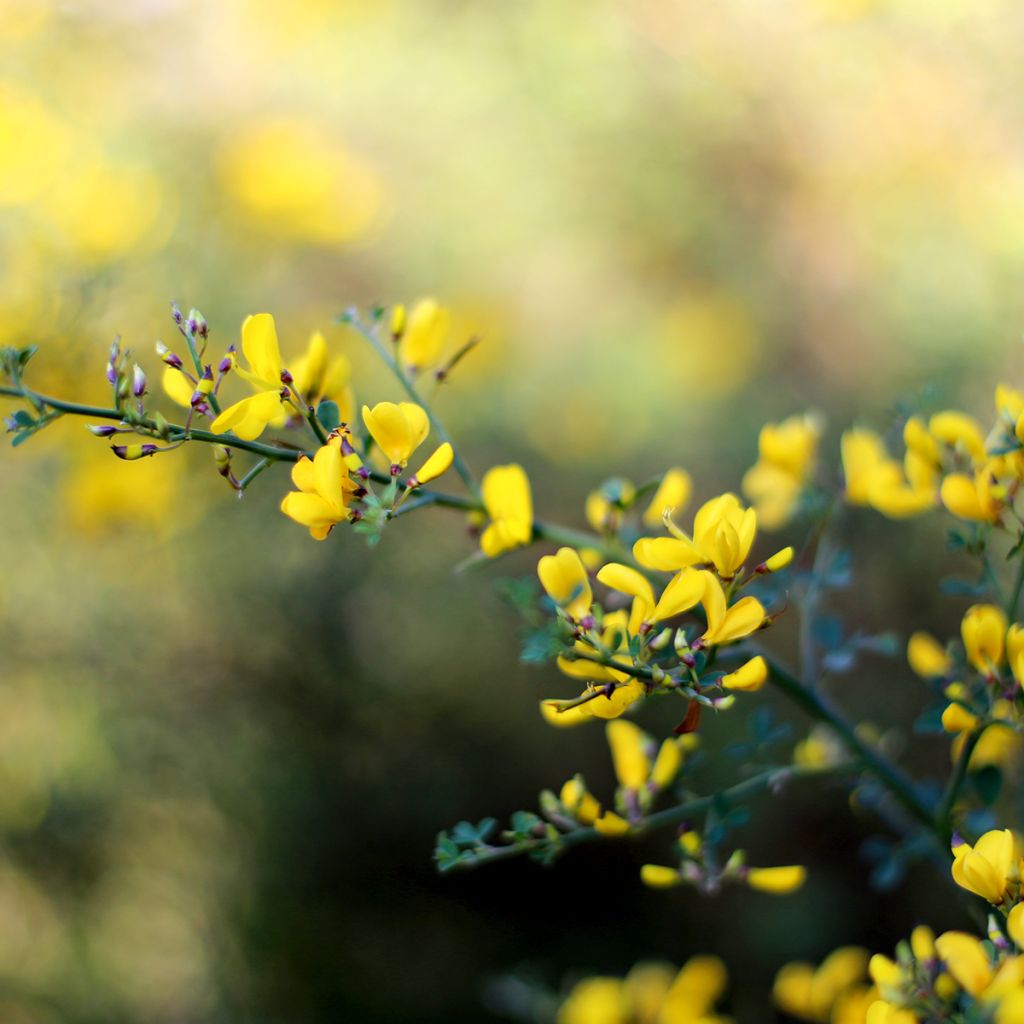 Baptisia tinctoria - False Indigo