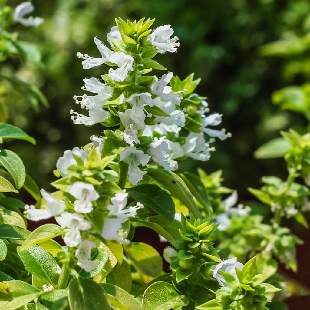 Aristotle Basil - Ocimum basilicum