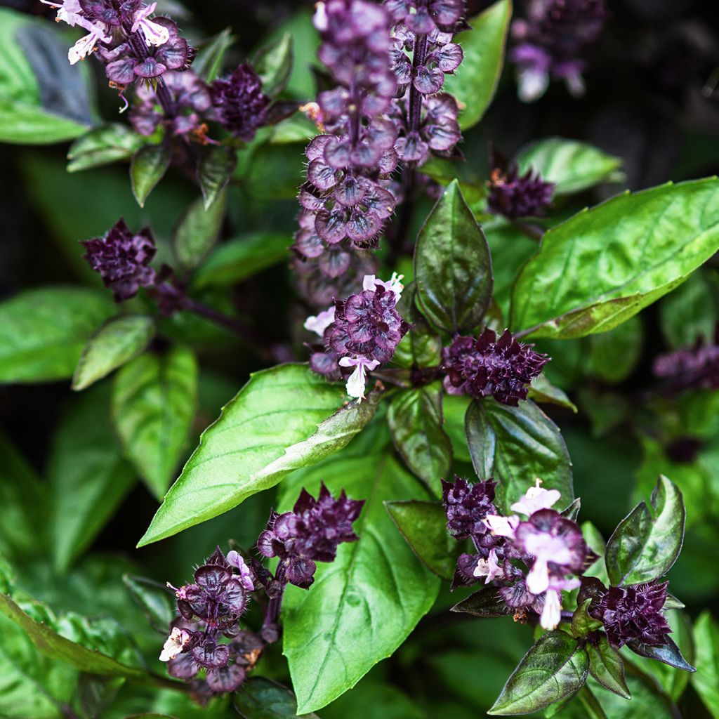 Cinnamon Basil Cinamonette - Ocimum basilicum