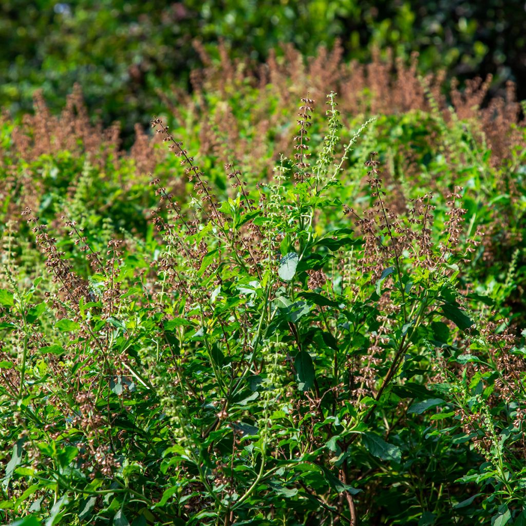 Cinnamon Basil Cinamonette - Ocimum basilicum