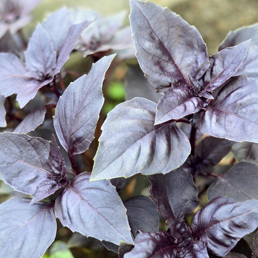 Basil Dark Opal - Ocimum basilicum Purpurascens