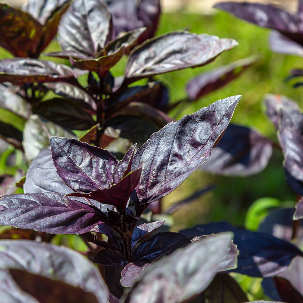 Basil Dark Opal - Ocimum basilicum Purpurascens