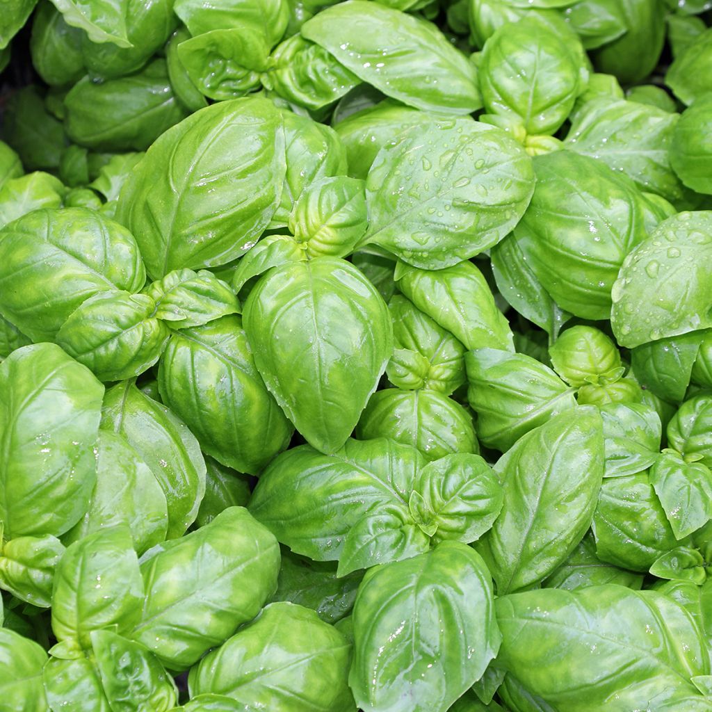 Genovese Basil