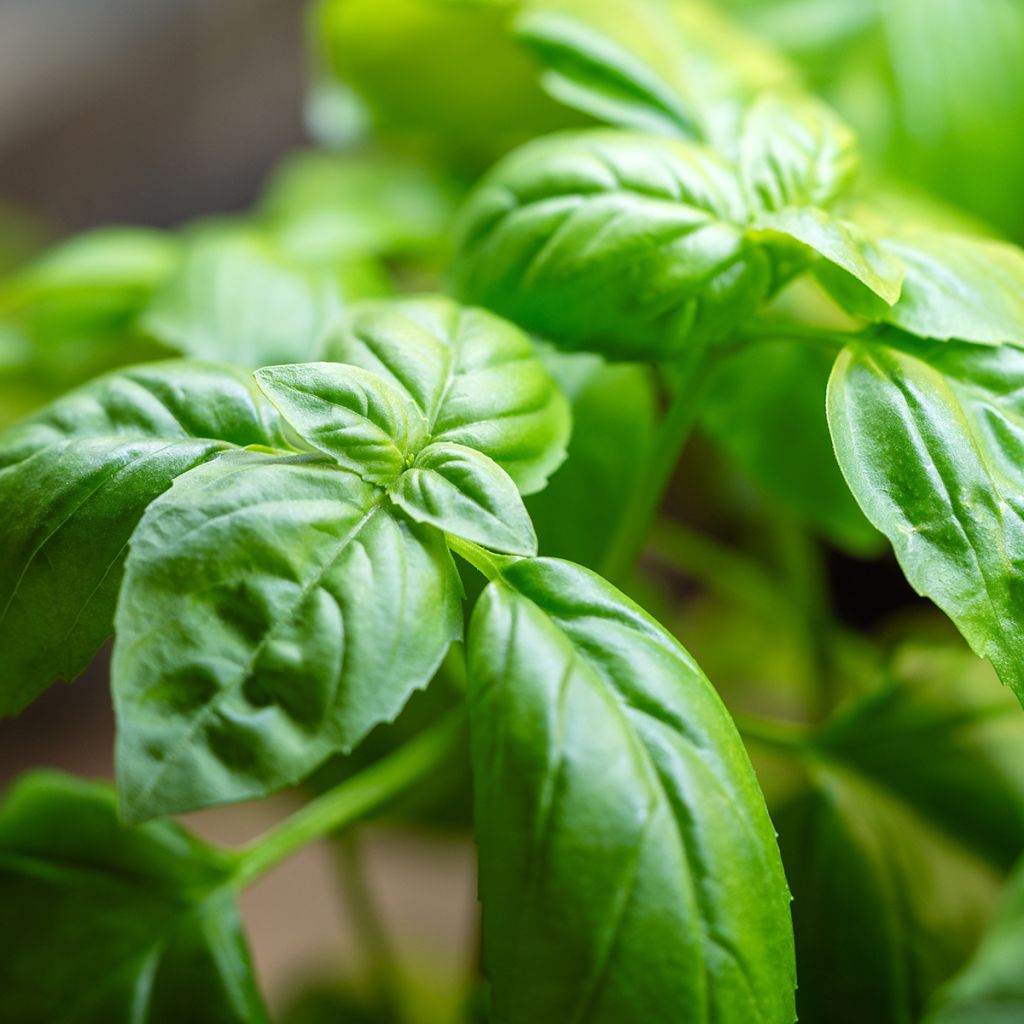 Genovese Basil