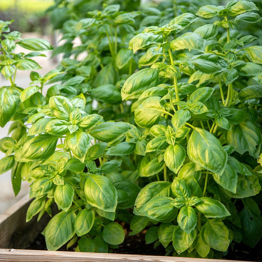 Genovese Basil