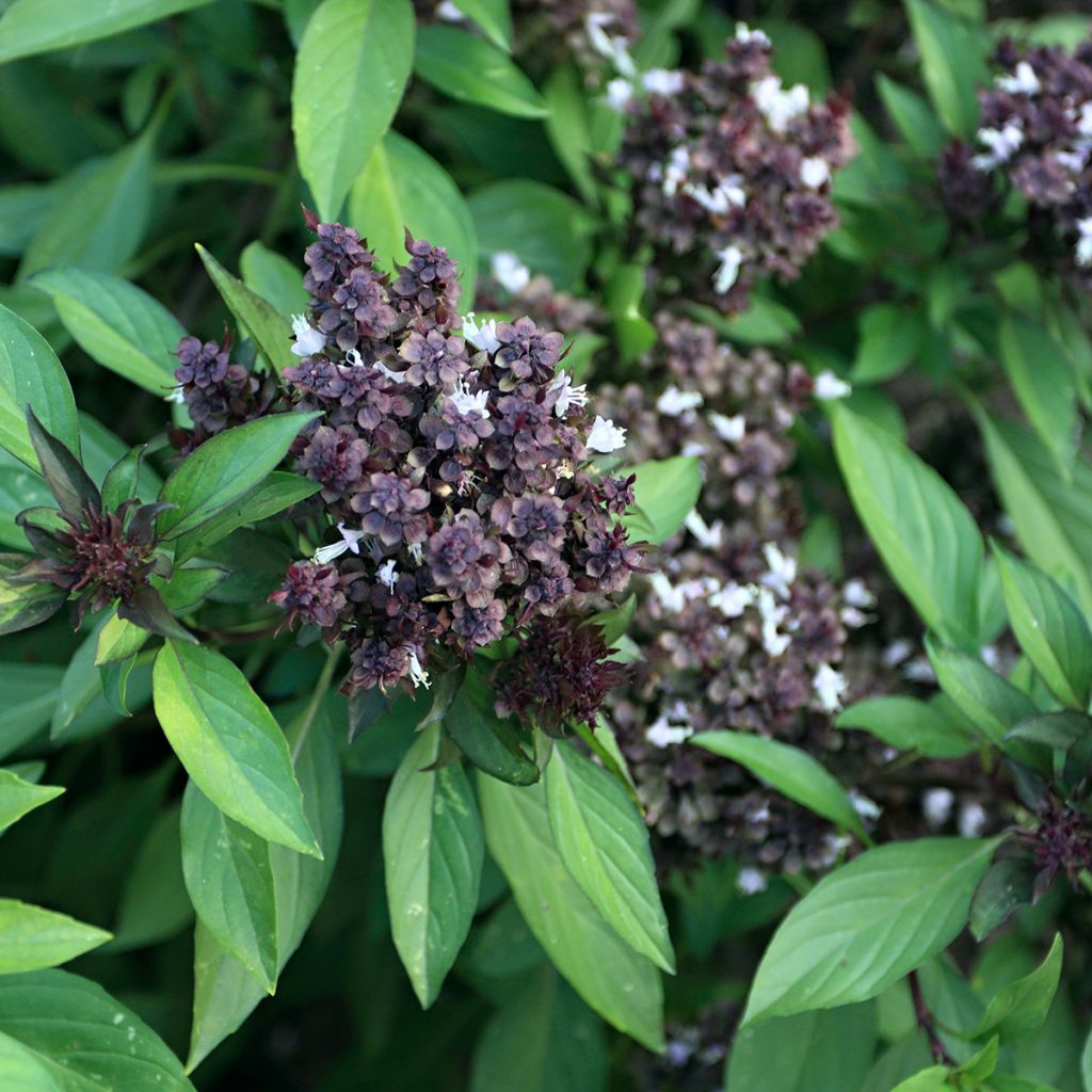 Thai Basil Siam Queen
