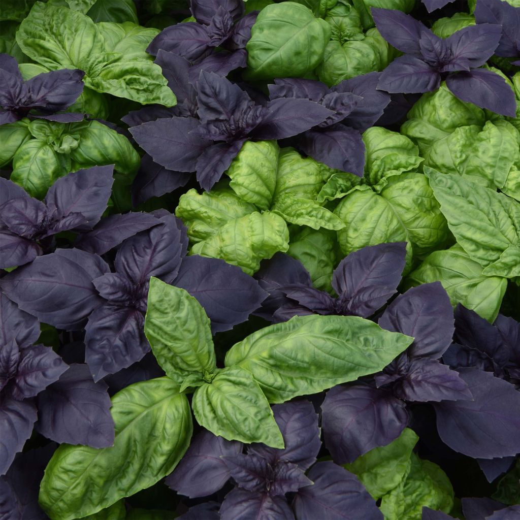 Basilic Try Basil Fuseables