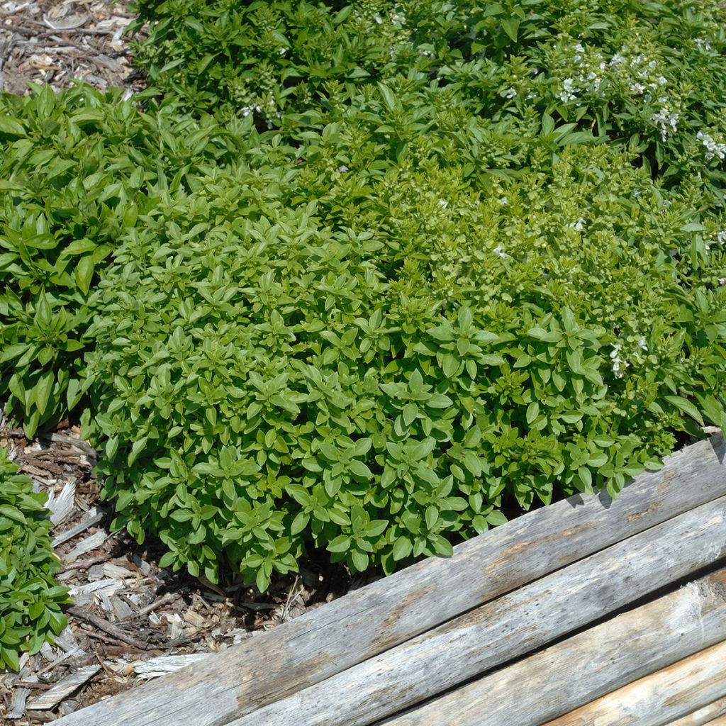 Basil Fino Verde - Bush basil