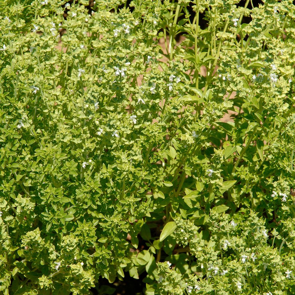 Basil Fino Verde - Bush basil