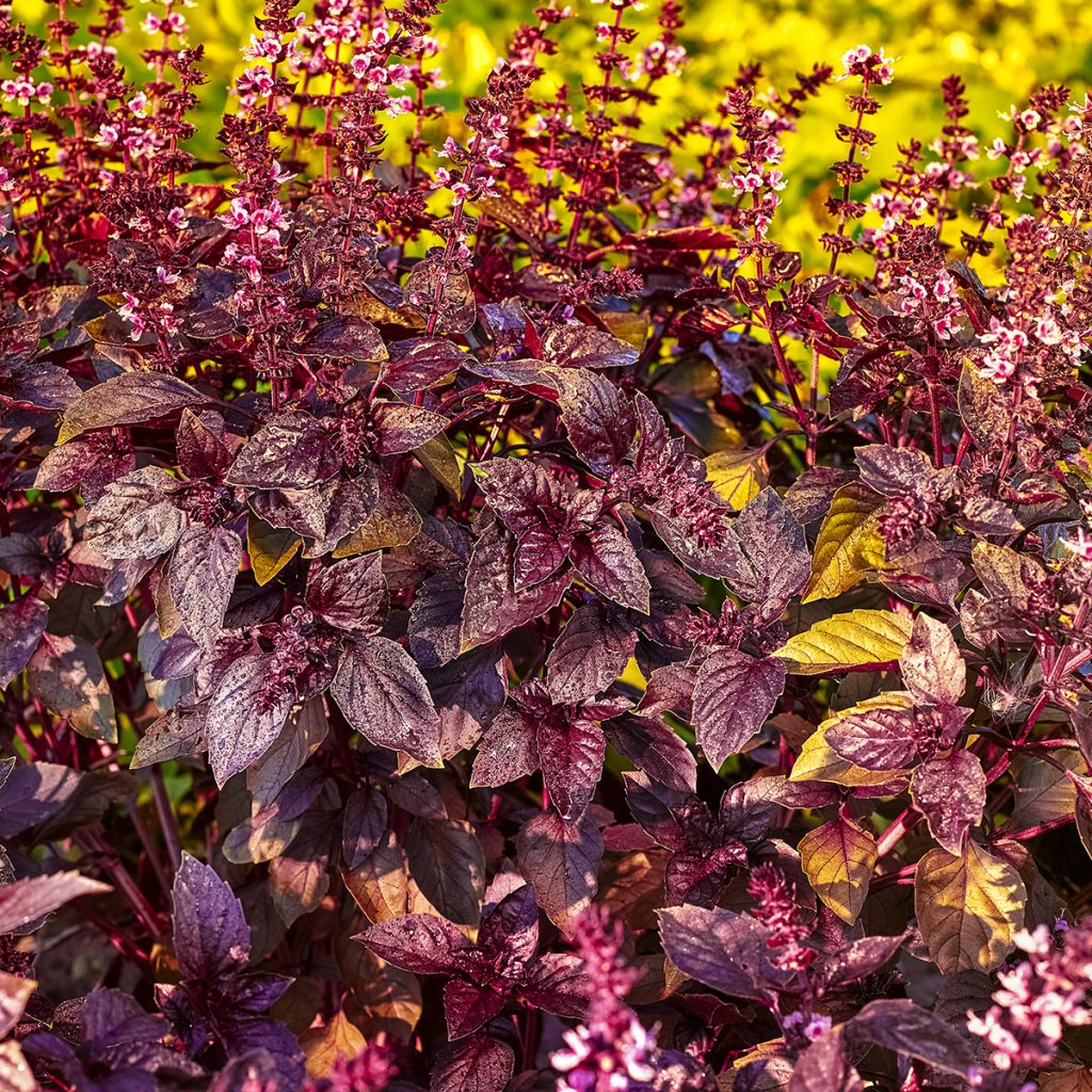 Red Rubin Purple Basil - Ocimum basilicum