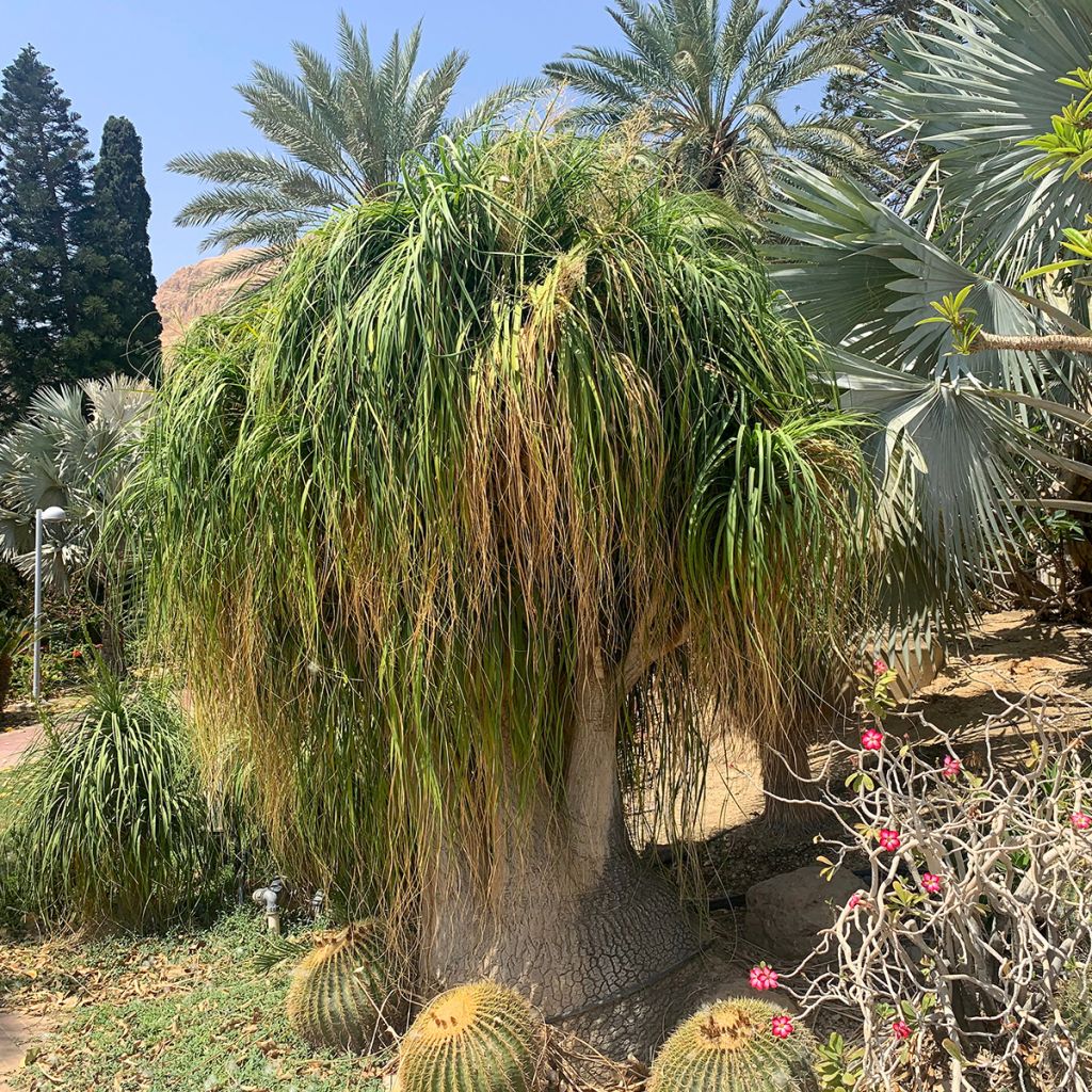 Beaucarnea recurvata - Arbre bouteille ou Pied d'éléphant 