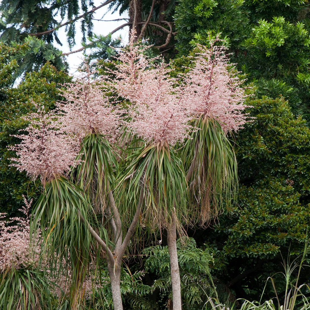 Beaucarnea recurvata - Arbre bouteille ou Pied d'éléphant 