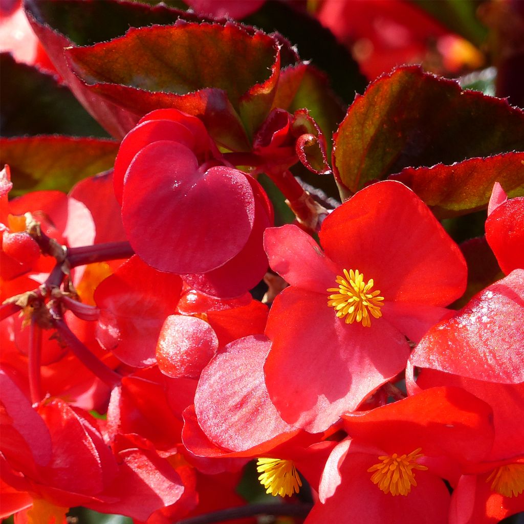 Bégonia F1 rouge à feuillage bronze - Bégonia annuel à massif