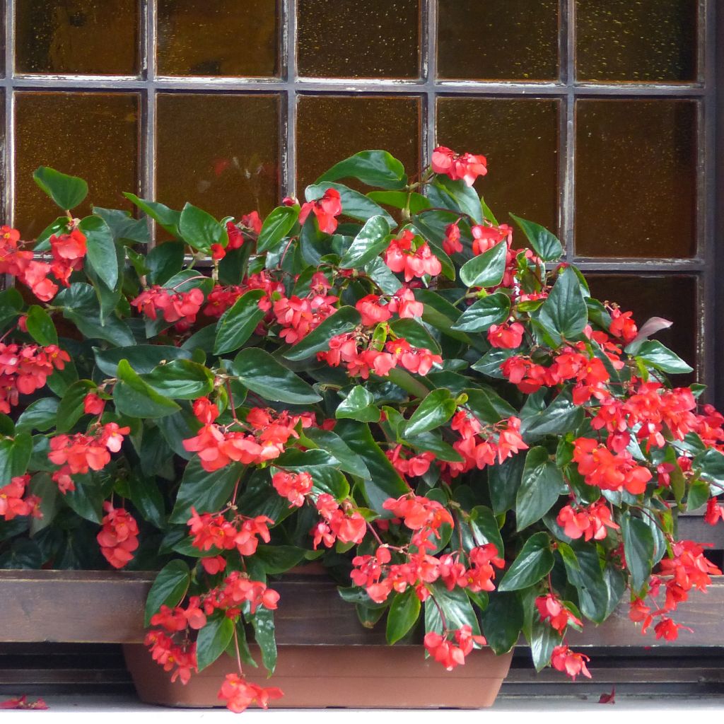 Bégonia Dragon Wing Red - Begonia semperflorens